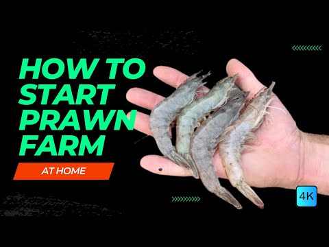 , title : 'How To Start PRAWN FARMING At HOME For HIGH PROFIT | Shrimp Farming Guide - Things you need to know'