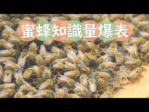 , title : '蜜蜂無裝備近觀賞👀爆棚知識量🧠蜂之谷養蜂場 honey bee knowledge'