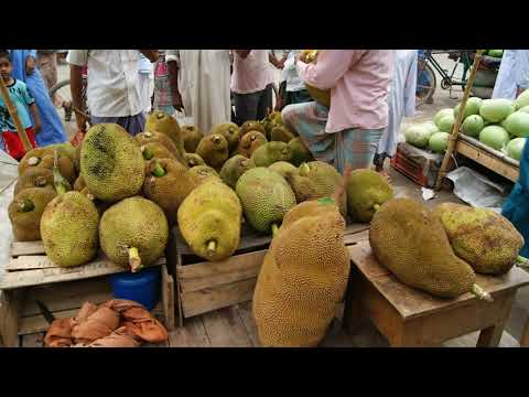 Jackfruit Tree in Bangladesh Village