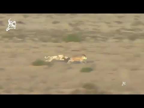 [CHASE]greyhound vs saluki to springbok. Greyhound race speedhound hunting with dogs
