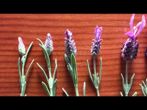 download lagu mp3 mp4 Spanish Lavender Oil, download lagu Spanish Lavender Oil gratis, unduh video klip Spanish Lavender Oil