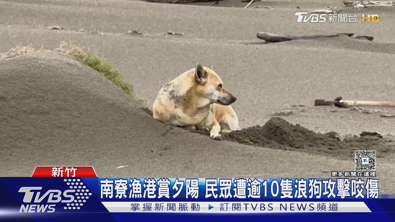 南寮漁港賞夕陽 民眾遭逾10隻浪狗攻擊咬傷