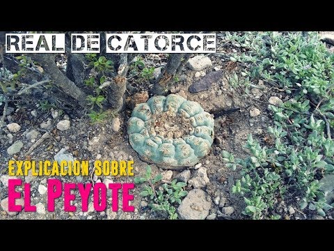 Explicación sobre el Peyote en Real de Catorce
