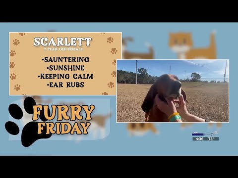 Furry Friday: Scarlett
