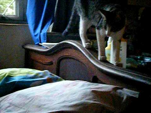 Dia de los enamorados