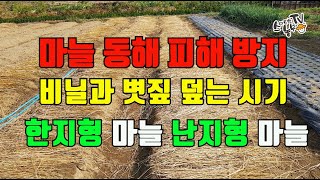 마늘 월동 마늘 비닐덮기 시기와 걷는시기 마늘 동해피해(한지형 난지형)