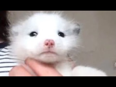 PETSHOP'TAN KÖPEK SATIN ALDI GERÇEĞİ ÖĞRENİNCE HAYATININ ŞOKUNU YAŞADI