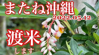 【渡米】また沖縄を離れる時がきてしまいました。陰性証明書をもらうのに¥12000払いました。