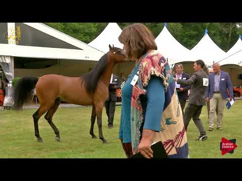 N.39 EMPEROR K.A. - Bruges 2018 C European - 2 Years Old Colts (Class 4)