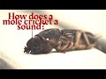 How does a mole cricket a sound?The sound of the mole cricket.