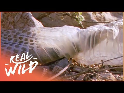 The Incredible Way Snakes Shed Their Skin | Real Wild
