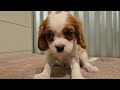 Cavalier King Charles Spaniel dogs for sale: Diego - Video 1