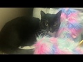 HERE KITTY KITTY COVER SUGAR HIGH