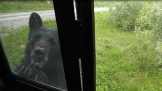 Ataque de oso negro mientras dormíamos