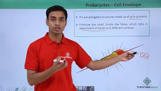 Class 11th - Prokaryotes - Cell Envelope and Modifications | Cell:The unit of Life | Tutorials Point