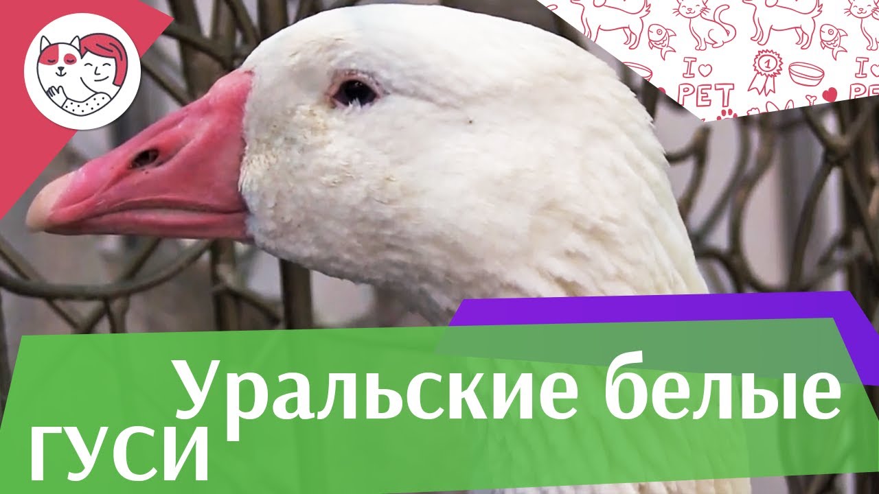 ПОРОДА ГУСЕЙ УРАЛЬСКИЕ БЕЛЫЕ Агропромышленная выставка Золотая осень 2016 iLikePet
