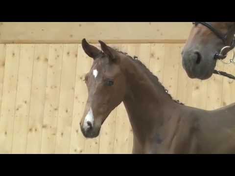 Holsteiner Fohlenauktion 2016 in Behrendorf - Nr. 20 v. Crumble - Cassaro