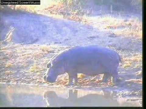 WildEarth Djuma Hippo Yawns 6-20-07