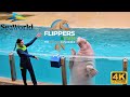 Flippers Facts Fun The Sea Lion Experience Show SeaWorld Orlando 2024 In 4K