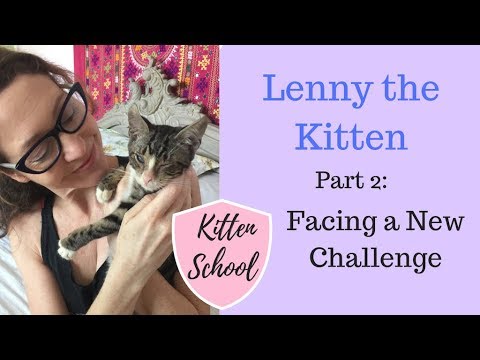 Caring For a very Sick Kitten - Lenny Part 2
