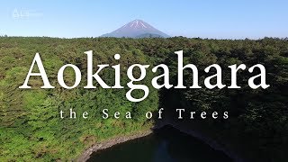 4K空撮 / 青木ヶ原 樹海