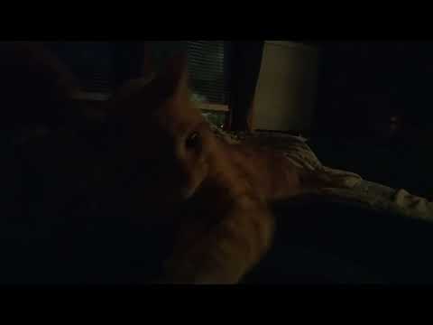 What I'm Grateful For - Shadow Tim Milo Kass likes  my sweater. #thankfulnomatterwhat #cat