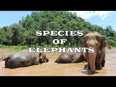 Interesting facts about African and Asian Elephants/ Elephant Documentaries