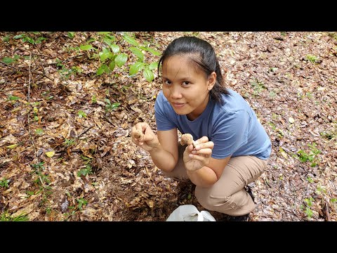 Chanterelles Mushroom Hunting 2020