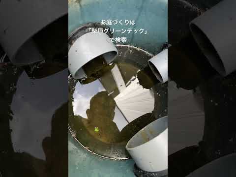 庭での蚊の繁殖を防ぎます。雨水収集装置が付属しています。  庭園