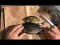 How to Fillet Bluegill!! - QUICK and EASY