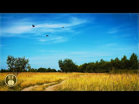 Summer Fields Ambience. Relaxing Sunny Day and Healing Sounds of Nature.