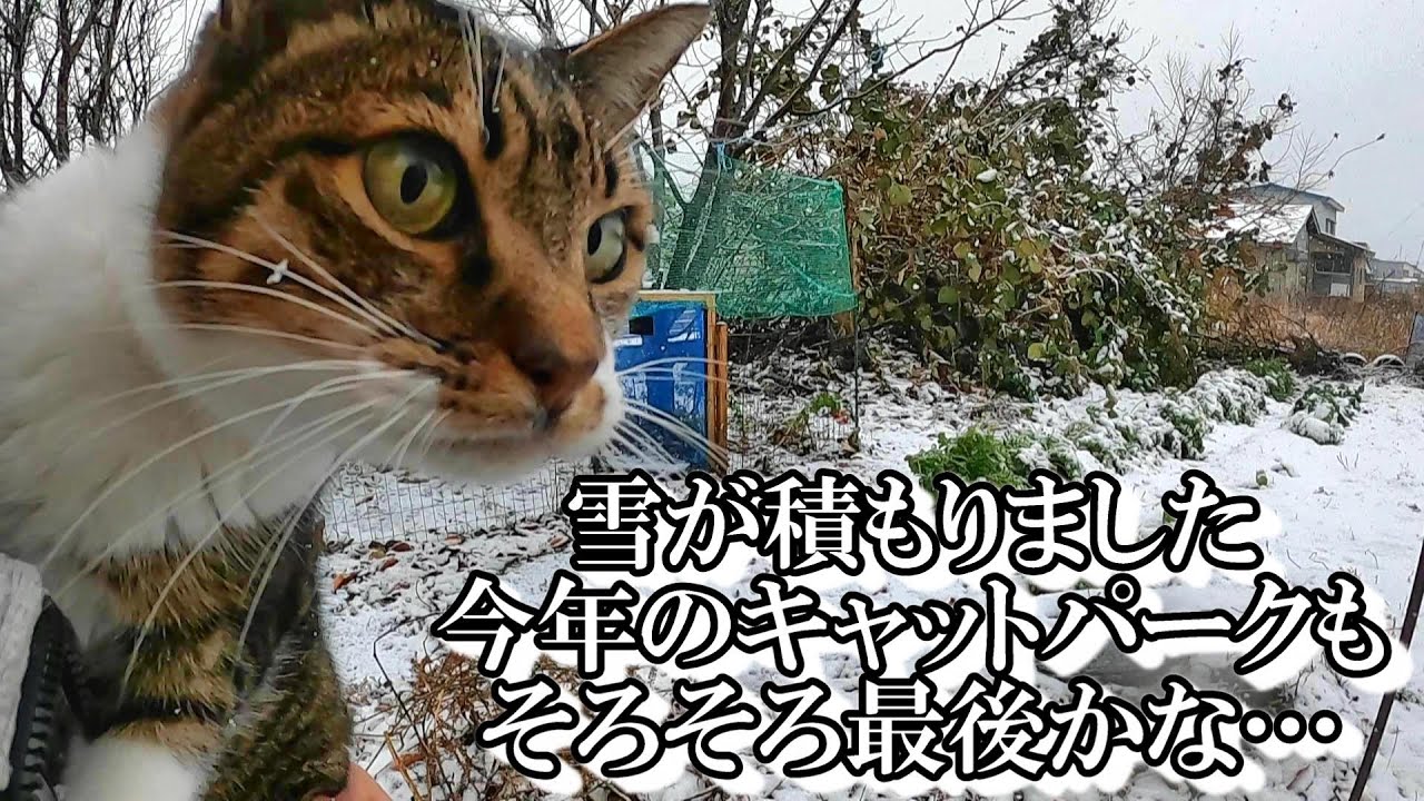 今期も雪が積もり始めました。今年最後？のキャットパークです