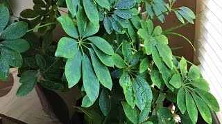 How to grow Shefflera (umbrella tree)