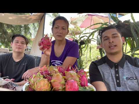Pitaya Royal Red (Hylocereus Sp.) - vídeo