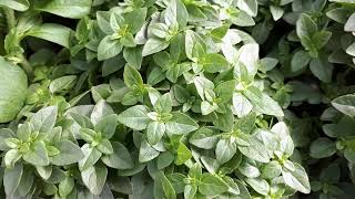 Greek basil - grow, care & eat (Yevani basil)