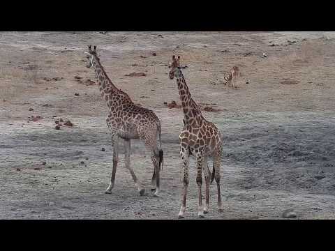 Djuma: Giraffes - 10:04 - 10/31/19
