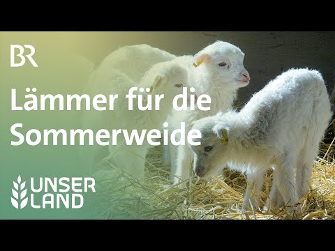 , title : 'Lämmer für die Sommerweide | Unser Land | BR Fernsehen'