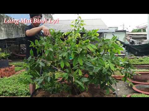 Chăm nhánh cho tốt sau đó cắt bỏ đó là quy trình để tạo ra cây mai đẹp | Làng Mai Bình Lợi