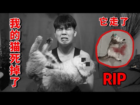 貓死掉