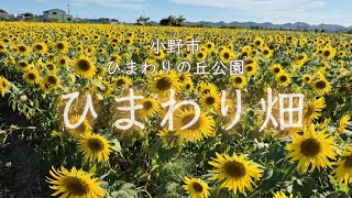 🌻ひまわりの丘公園のひまわり畑2025/兵庫県小野市