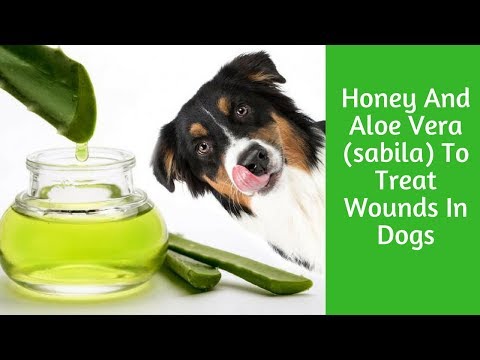 Honey And Aloe Vera (sabila) To Treat Wounds In Dogs