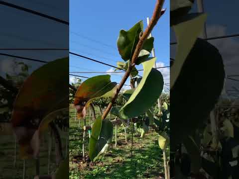 果樹のホワイトオイル 2023