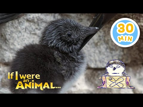 If I Were a Guillemot... | Chicky's Playhouse | Kids Cartoons Collection