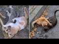 Compilation Of The Most Violent And Brutal Cat Fights
