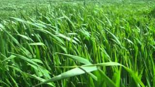 Verde que te quiero verde. Manzanita  y Ketama .