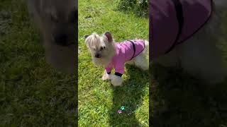 Teplákové šaty pro fenku 23-25cm růžová