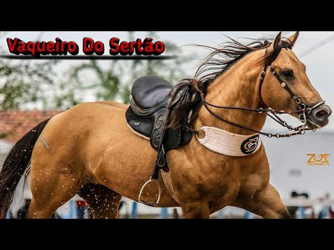 , title : 'Lamento de um cavalo - Tarcisio Do acordeon - [Vaqueiro Do Sertão]'