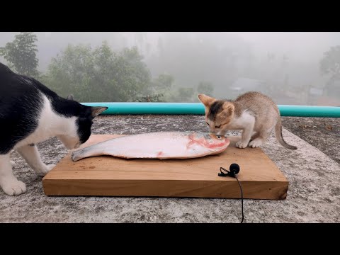 Can Cats Eat Raw Fish? Meow Tusu