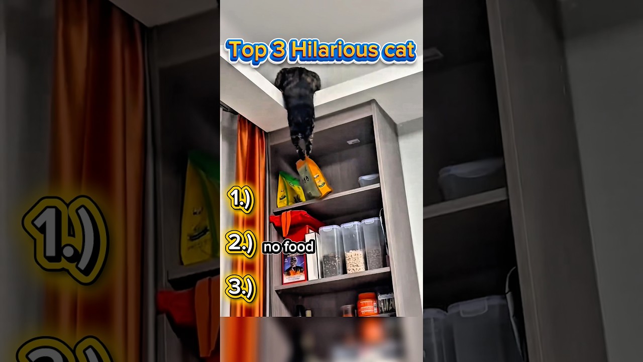 Top 3 Hillarious Cat (number is so funny) #funnycats #cats #viral #youtubeshorts