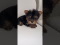 Yorkshire Terrier dogs for sale: Teacup Barbie - Video 1